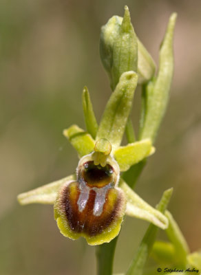 Ophrys araneola