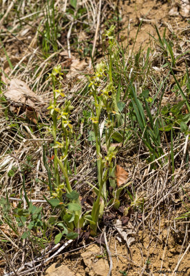 Ophrys araneola