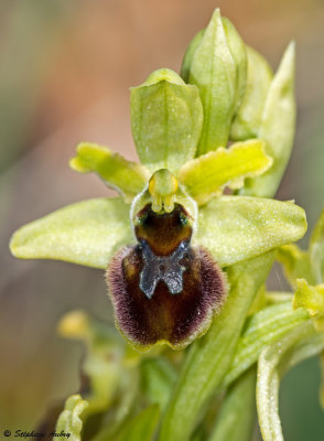 Ophrys araneola