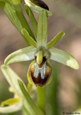 Ophrys araneola