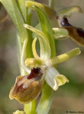 Ophrys araneola