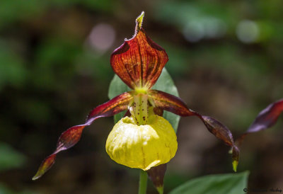 Cypripedium calceolus