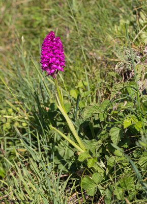 Anacamptis pyramidalis subsp. pyramidalis