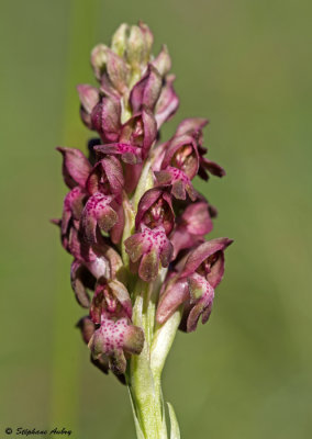 Anacamptis coriophora subsp. coriophora