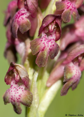 Anacamptis coriophora subsp. coriophora