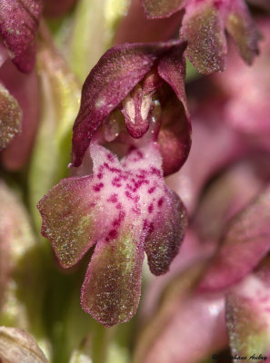 Anacamptis coriophora