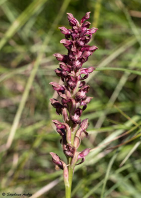 Anacamptis coriophora subsp. coriophora