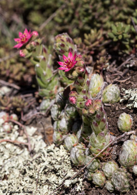 Sempervivum arachnoideum