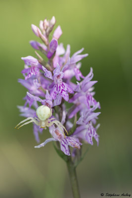 Dactylorhiza fuchsii