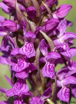 Dactylorhiza incarnata