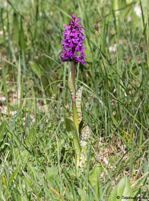 Dactylorhiza majalis