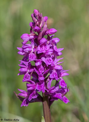 Dactylorhiza majalis