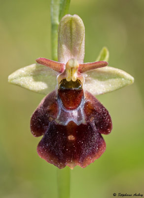 Ophrys fuciflora x O. insectifera