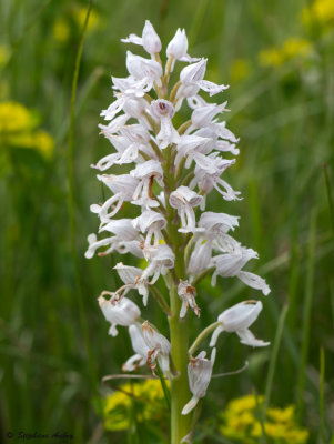 Orchis militaris