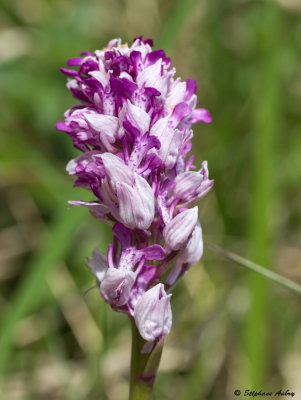 Orchis militaris