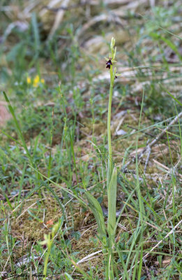 Ophrys insectifera