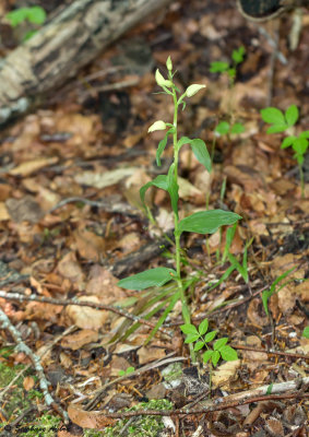 Cephalanthera damasonium