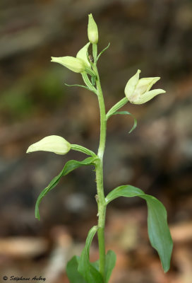 Cephalanthera damasonium