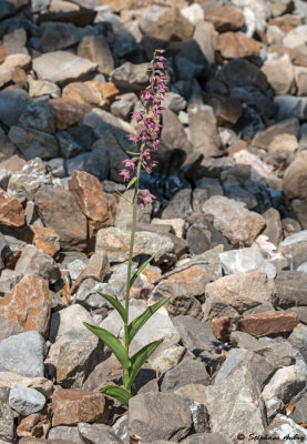 Epipactis atrorubens