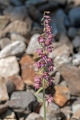 Epipactis atrorubens