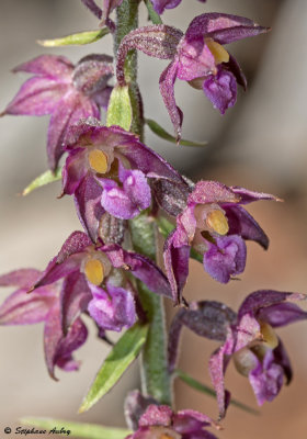 Epipactis atrorubens