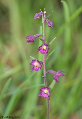 Epipactis atrorubens