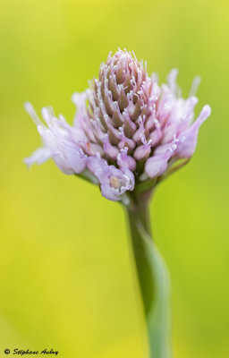 Traunsteinera globosa