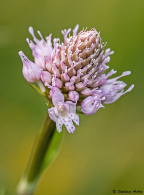 Traunsteinera globosa