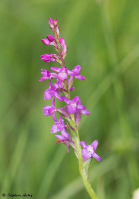 Gymnadenia odoratissima