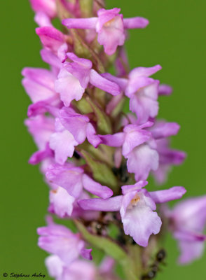 Gymnadenia odoratissima