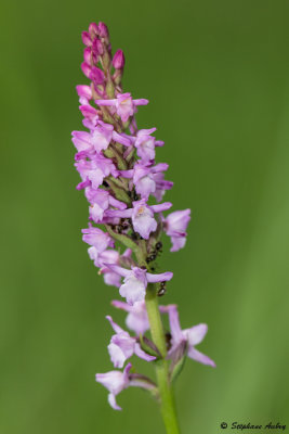 Gymnadenia odoratissima
