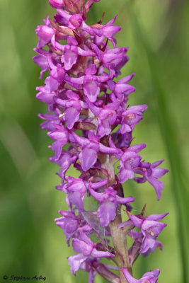Gymnadenia odoratissima