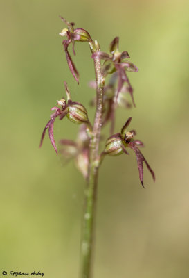 Neottia cordata