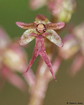 Neottia cordata