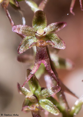 Neottia cordata