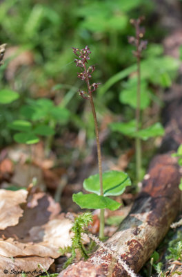 Neottia cordata