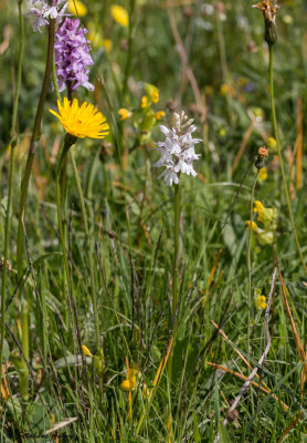 Dactylorhiza fuchsii
