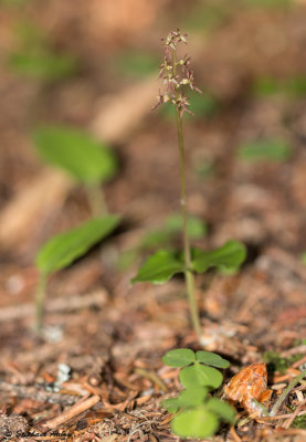 Neottia cordata