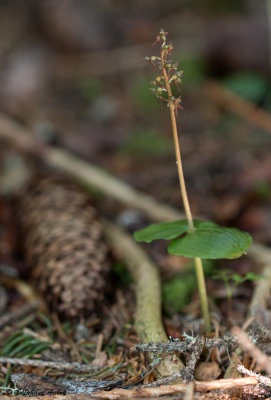 Neottia cordata