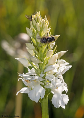 Dactylorhiza fuchsii