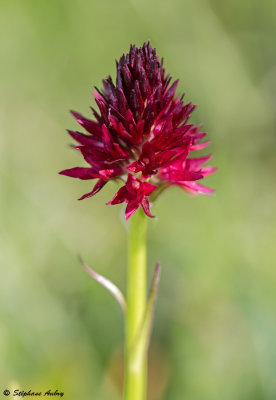 Gymnadenia rhellicani