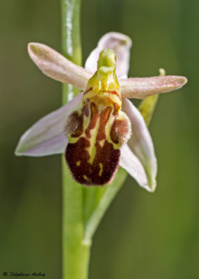 Ophrys apifera var. botteronii