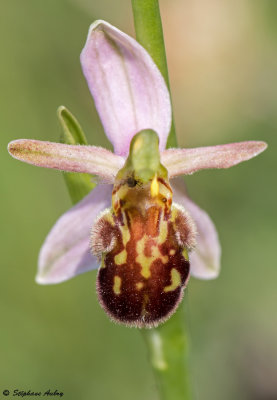 Ophrys apifera var. botteronii