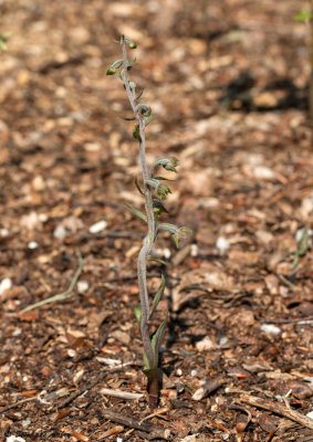 Epipactis microphylla