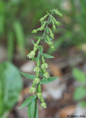 Epipactis rhodanensis