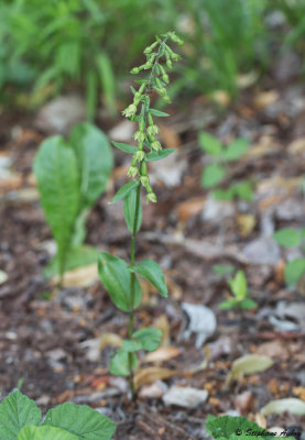 Epipactis rhodanensis