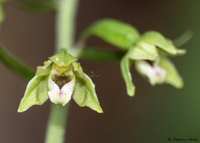 Epipactis rhodanensis