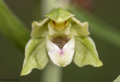 Epipactis rhodanensis