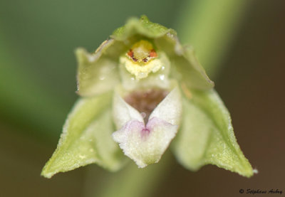 Epipactis rhodanensis