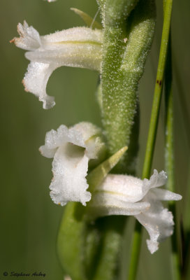 Spiranthes aestivalis